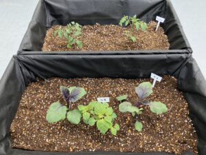 野菜の苗を植えています